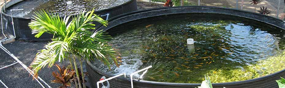 ozone-in-aquaculture-application-faraday-ozone