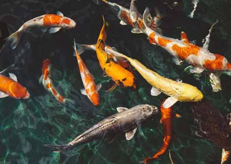 ozone-treatment-for-aquaculture